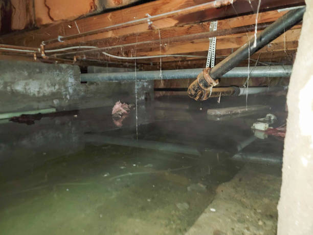 Best Flood restoration services  in Colville, WA